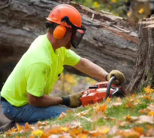 tree services West Dennis